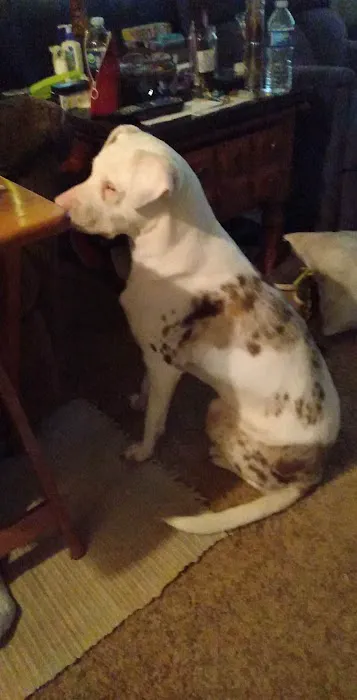 Jay Veterinary Clinic Picture 4