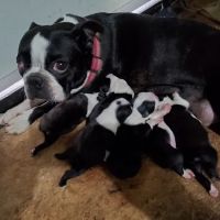 Jay Veterinary Clinic ico