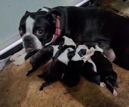 Jay Veterinary Clinic