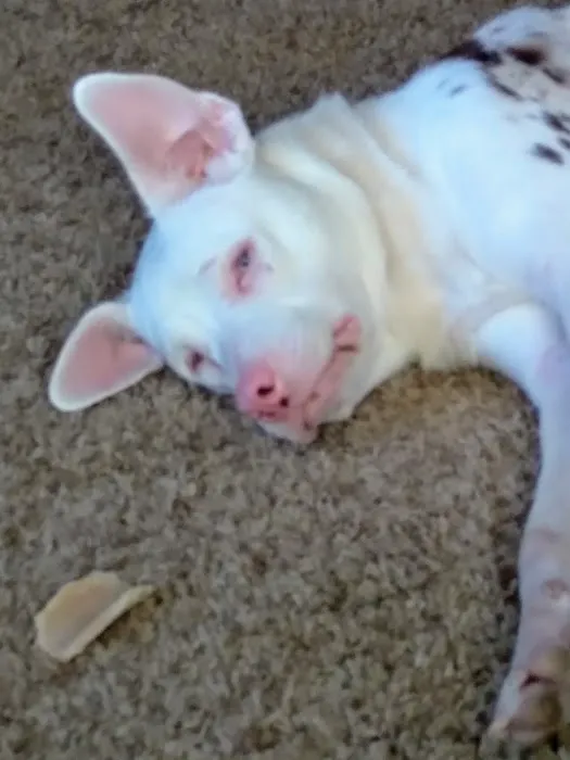 Jay Veterinary Clinic Picture 2