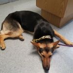 Gentry Veterinary Clinic