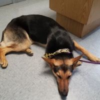 Gentry Veterinary Clinic ico