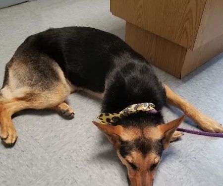 Gentry Veterinary Clinic