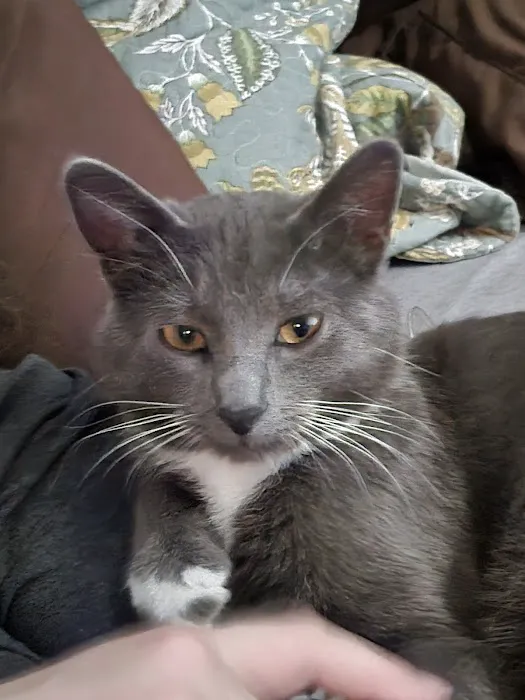 Gentry Veterinary Clinic Picture 7