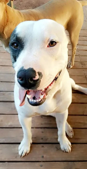 Gentry Veterinary Clinic Picture 8