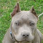 Fairland Veterinary Hospital