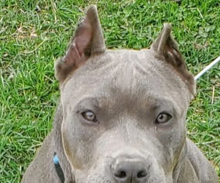 Fairland Veterinary Hospital