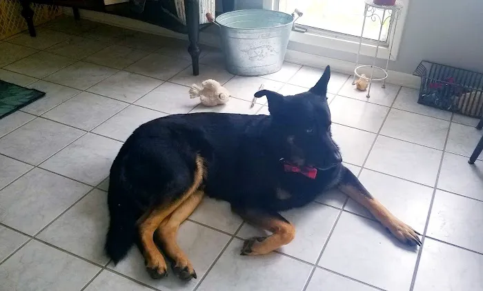 Fairland Veterinary Hospital Picture 3