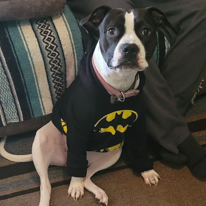 Fairland Veterinary Hospital Picture 7