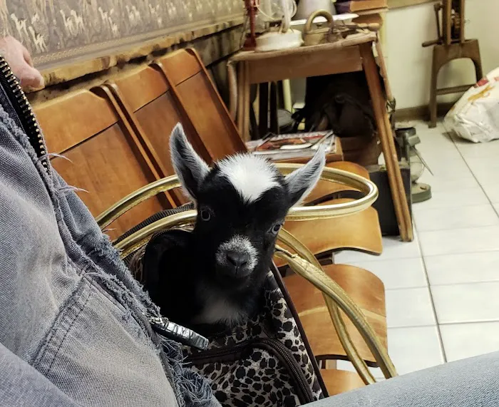 Fairland Veterinary Hospital Picture 4