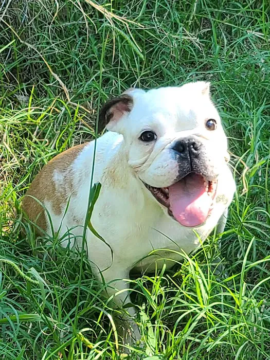 South grand veterinary clinic Picture 1