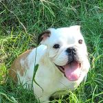 South grand veterinary clinic