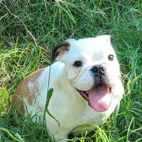 South grand veterinary clinic ico