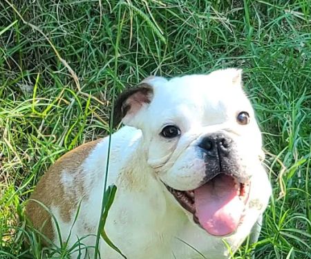 South grand veterinary clinic