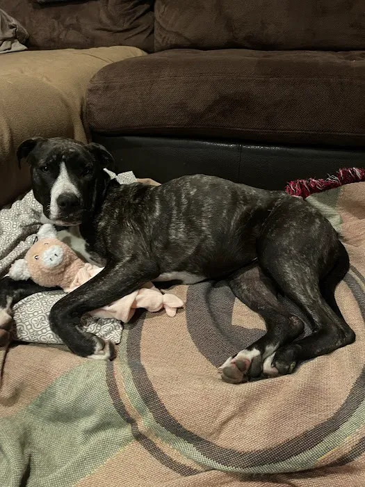 South grand veterinary clinic Picture 3