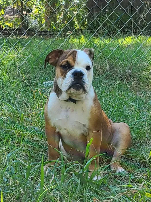 South grand veterinary clinic Picture 2