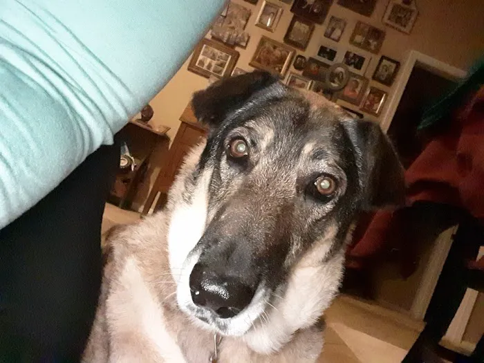 South grand veterinary clinic Picture 4