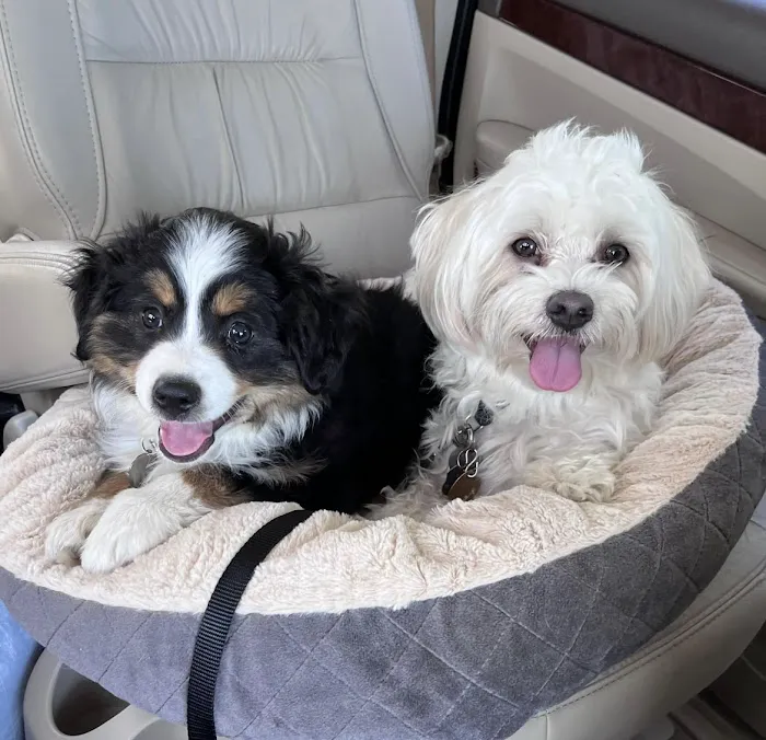 South grand veterinary clinic Picture 5