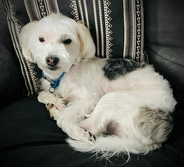 South grand veterinary clinic Picture 6