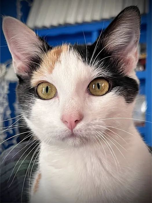 South grand veterinary clinic Picture 8