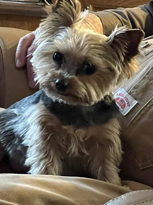 South grand veterinary clinic Picture 7