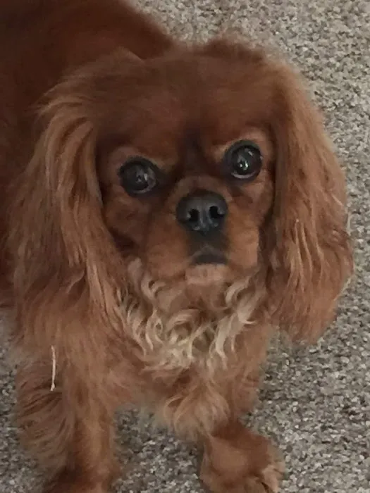 South grand veterinary clinic Picture 10