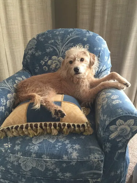 South grand veterinary clinic Picture 9