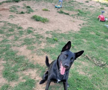 Osage Veterinary Clinic