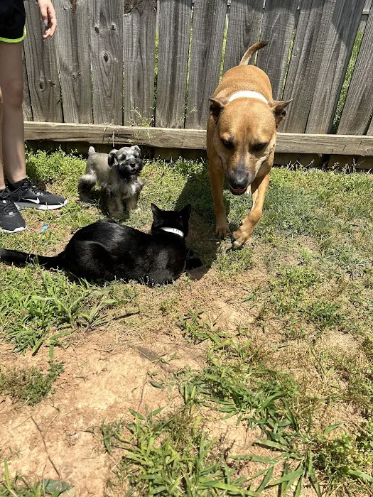 Animal Hospital of Bentonville Picture 1