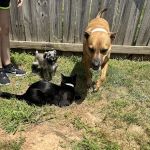 Animal Hospital of Bentonville