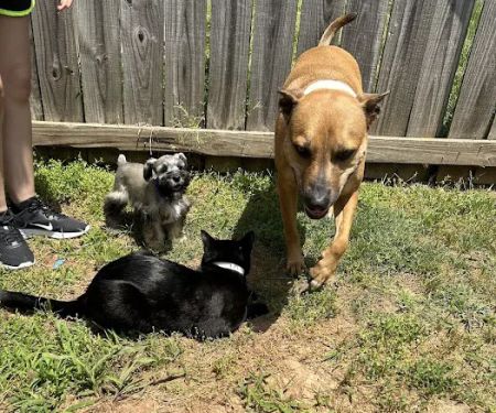 Animal Hospital of Bentonville