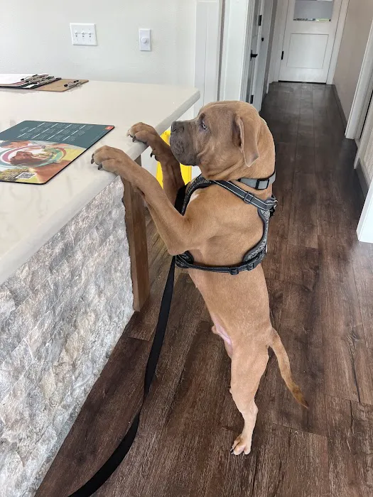 Animal Hospital of Bentonville Picture 2