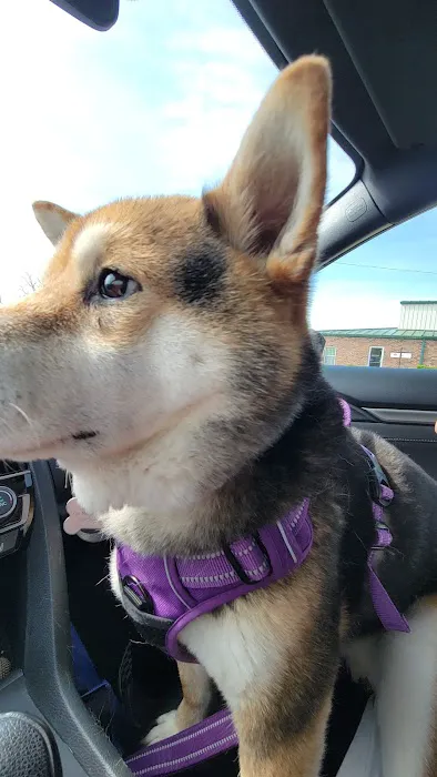 Animal Hospital of Bentonville Picture 3