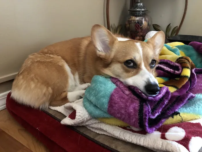 Animal Urgent Care of Bentonville Picture 2