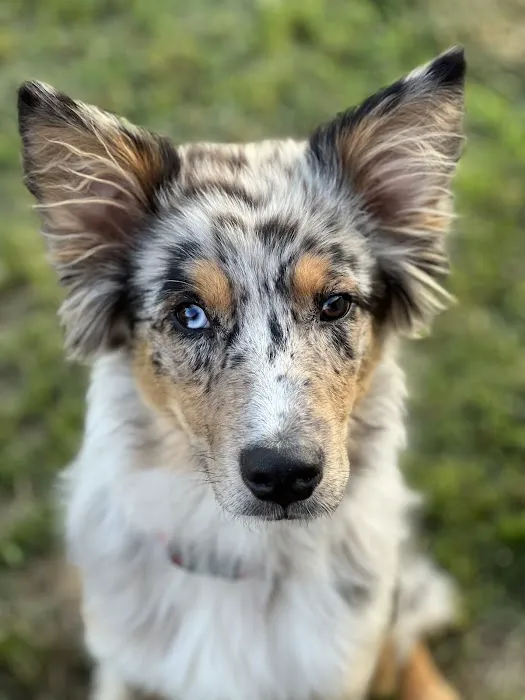 Animal Urgent Care of Bentonville Picture 1