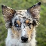 Animal Urgent Care of Bentonville