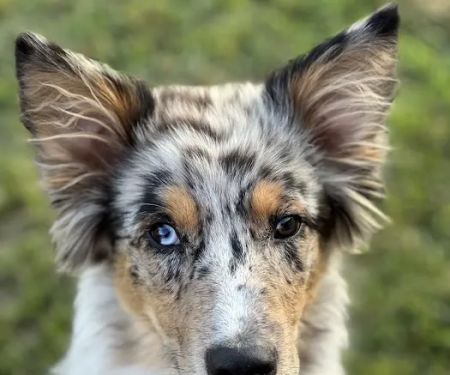 Animal Urgent Care of Bentonville