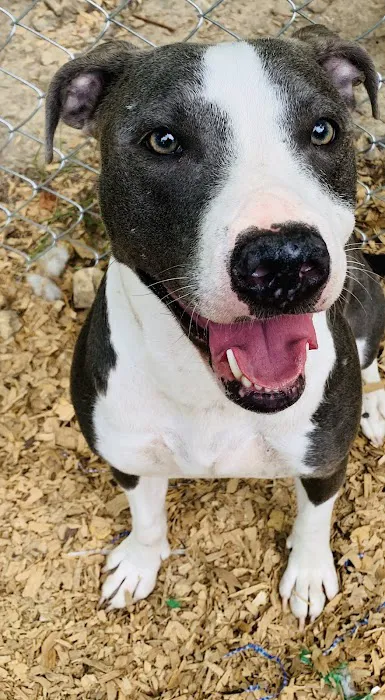 Animal Urgent Care of Bentonville Picture 4