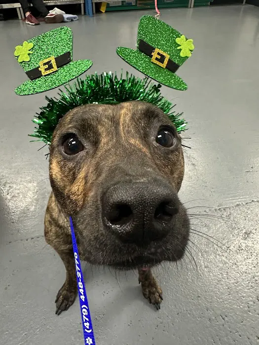 Animal Urgent Care of Bentonville Picture 3