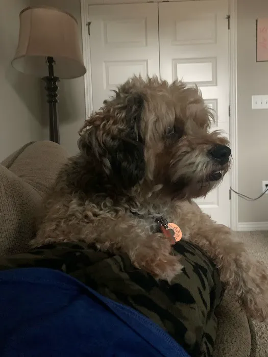 Animal Urgent Care of Bentonville Picture 5