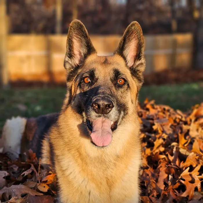 Animal Urgent Care of Bentonville Picture 7