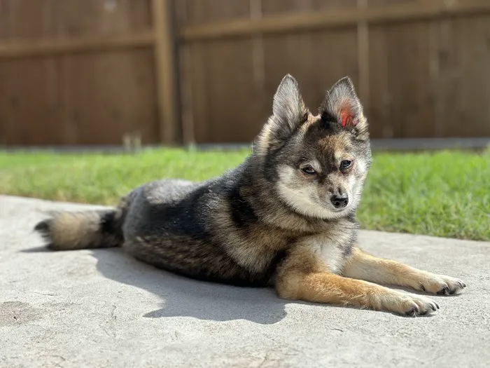 Animal Urgent Care of Bentonville Picture 6