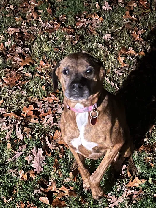 Animal Urgent Care of Bentonville Picture 9