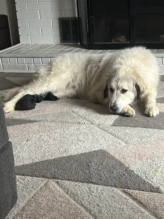 Animal Urgent Care of Bentonville Picture 8