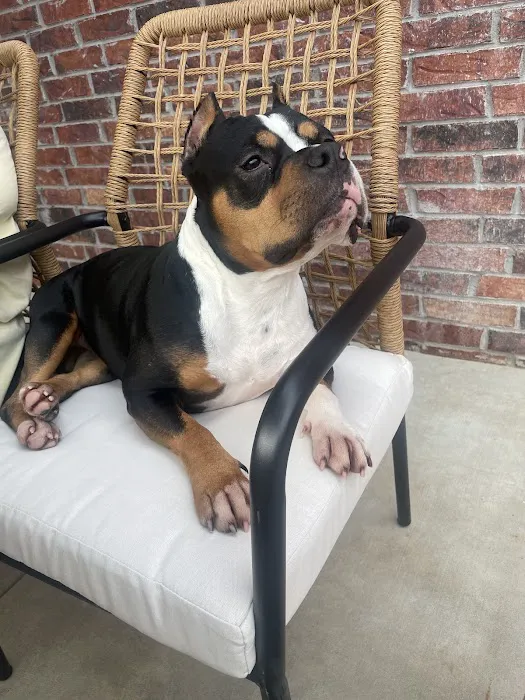 Animal Urgent Care of Bentonville Picture 10