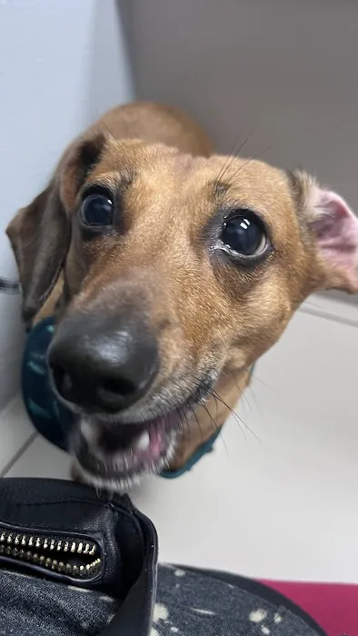 Rose Animal Clinic Picture 3