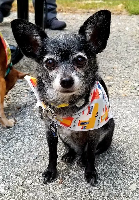 Rose Animal Clinic Picture 1