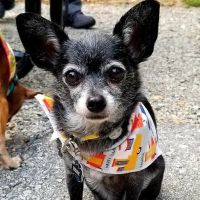 Rose Animal Clinic ico