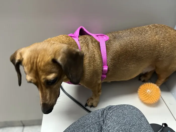 Rose Animal Clinic Picture 2