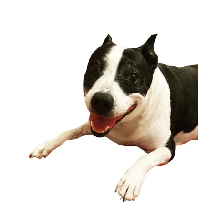 Rose Animal Clinic Picture 5